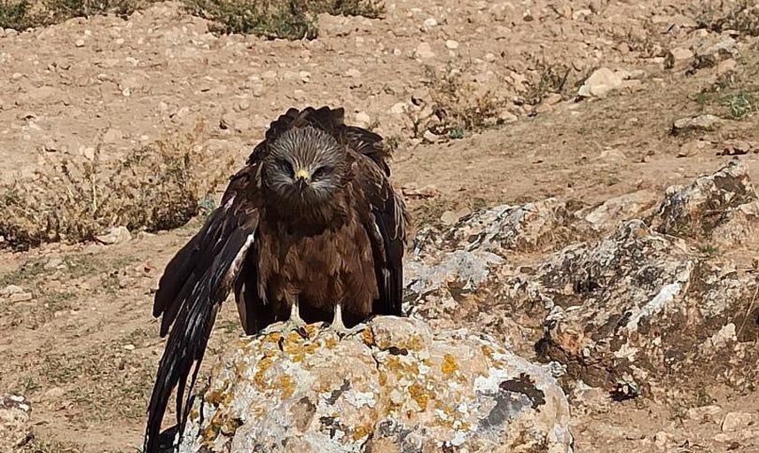 Köylülerin duyarlılığı Hıdır Baba'da yaralı çaylağı koruma altına aldı