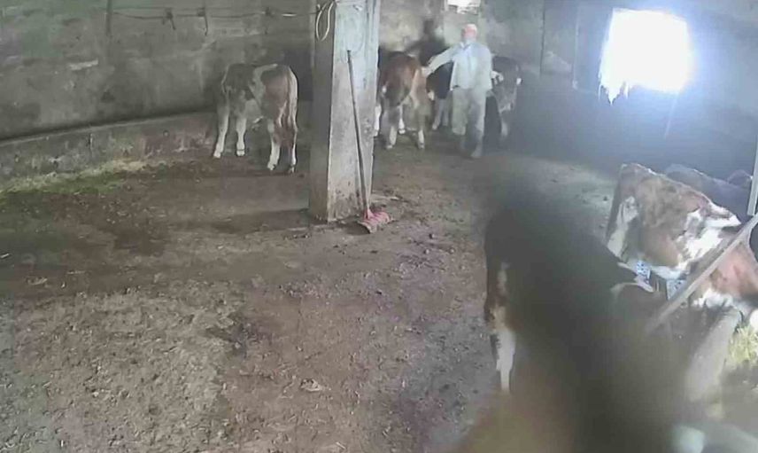 Ahırda sevmek istedi, ani tepkiyle yere düştü