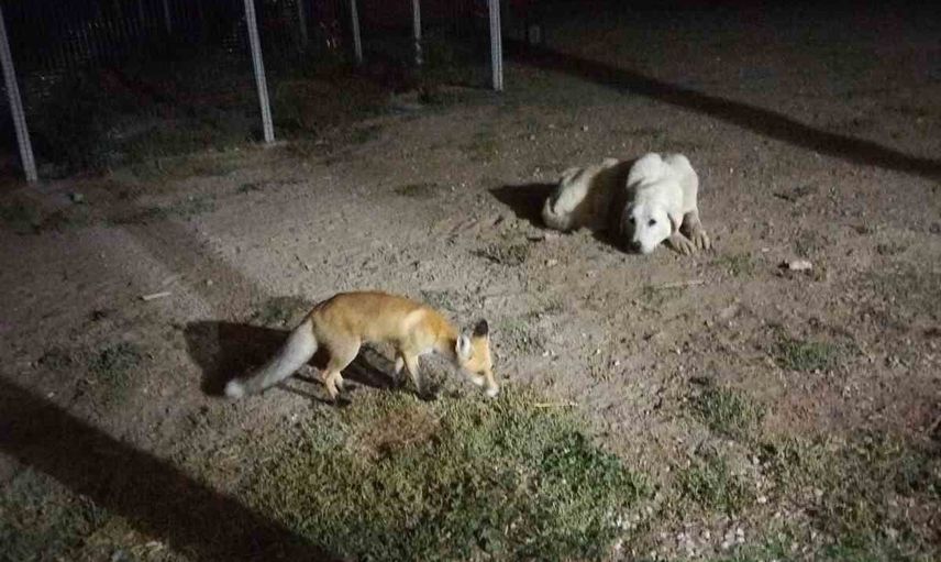 Eskişehir kırsalında bahçeye kadar gelen tilki ev sahipleri tarafından beslendi