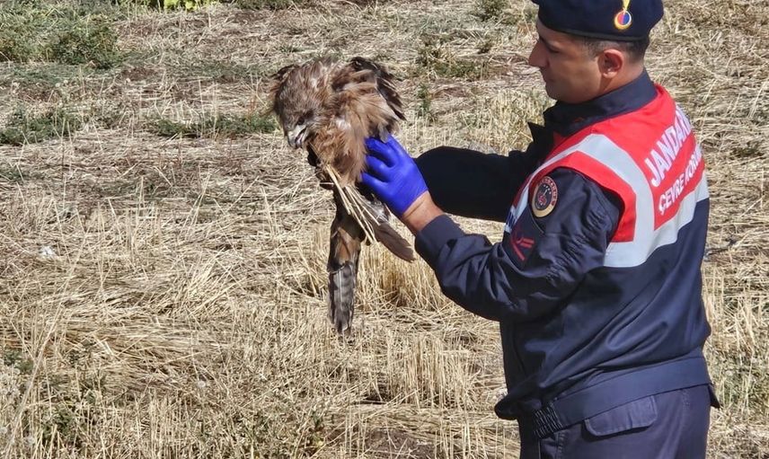 Yol devriyesi Muş'ta yaralı kızıl şahini koruma altına aldı