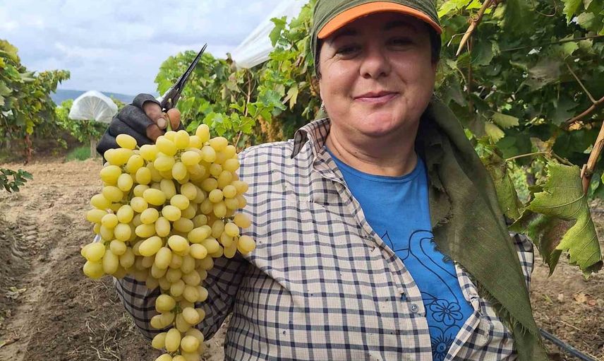 Manisa’da üzüm hasadı için işçi ücretleri açıklandı: günlük 1.450-1.750 TL arası