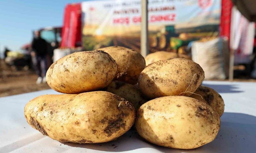 niğde'de yerli patates çeşitlerinin hasadı ve üretim hedefleri açıklığı kavradı