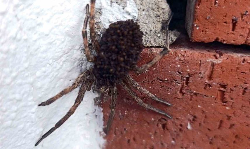 Soğucak’ta annelik içgüdüsüyle yola çıkan örümcek dikkat çekti