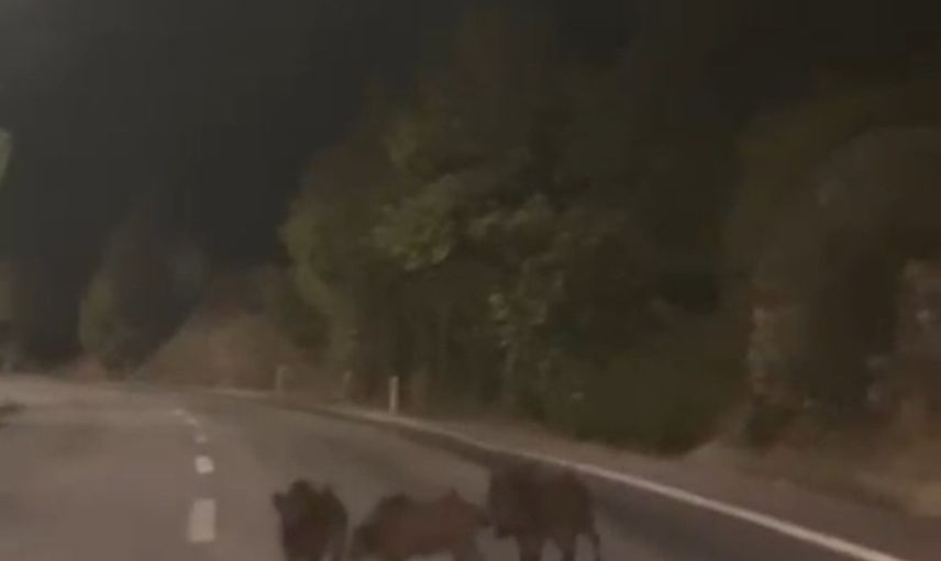 Gece kahramanmaraş çevre yoluna inen yaban domuzu sürüsü görüntülendi