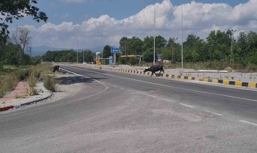 Kontrolsüz mandalar Çaycuma-Perşembe yolunda trafikte tehlike oluşturdu
