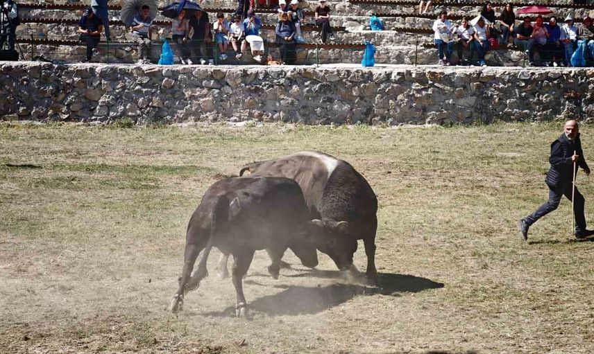 Ardanuç'ta uçurum kenarındaki arenada yılın son boğa güreşleri coşkusu