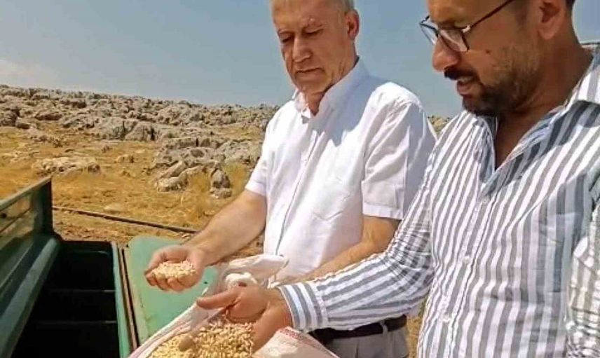 Araban sarımsağında tohumda dönüşüm: zambak anaçla üretimde yeni dönem