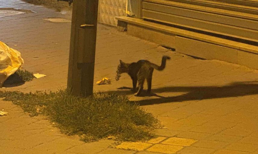 Kediyle farenin şehir merkezinde geçen 20 dakikalık mücadelesi kamerada