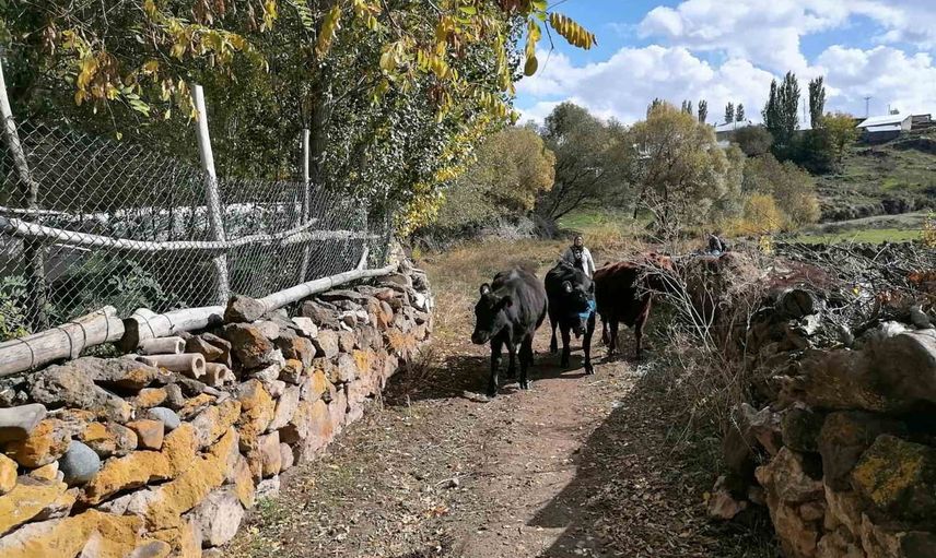 Hınıs'ta kırsalda bereket projesi üreticilere ilk buzağıları getirdi