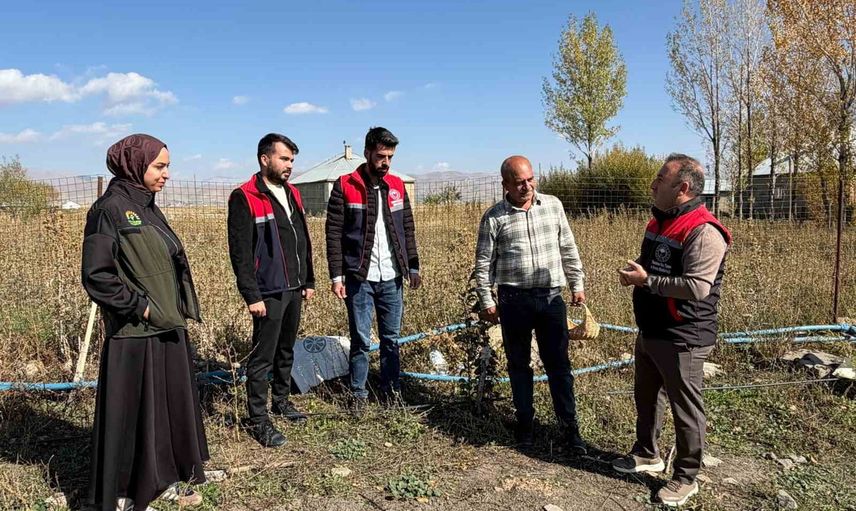 esnaflığı bıraktı, tarlada safranın peşine düştü: yoncalı'da 'kırmızı altın' hasadı başladı