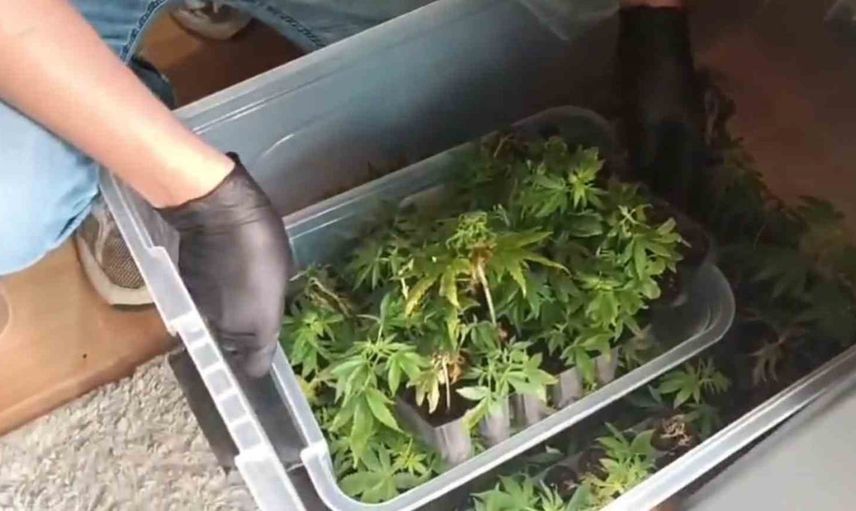 Adana'da skunk ve kubar esrar operasyonu: evde iklimlendirme çadırları bulundu