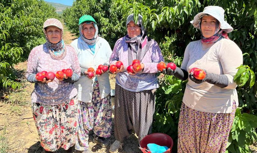İznikli üreticiler nektarinin tarladan raflara uzanan fiyat farkına isyan etti