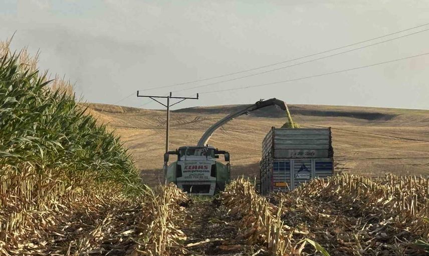 Diyarbakır'da ikinci üründe mısır bereketi: çiftçiler 5-6 ton beklentisiyle hasada başladı