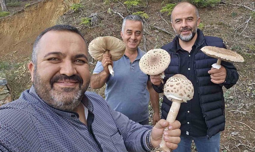 Ormanlarda beklenmedik yöntem: Beyşehir'de motorlu testereyle mantar hasadı