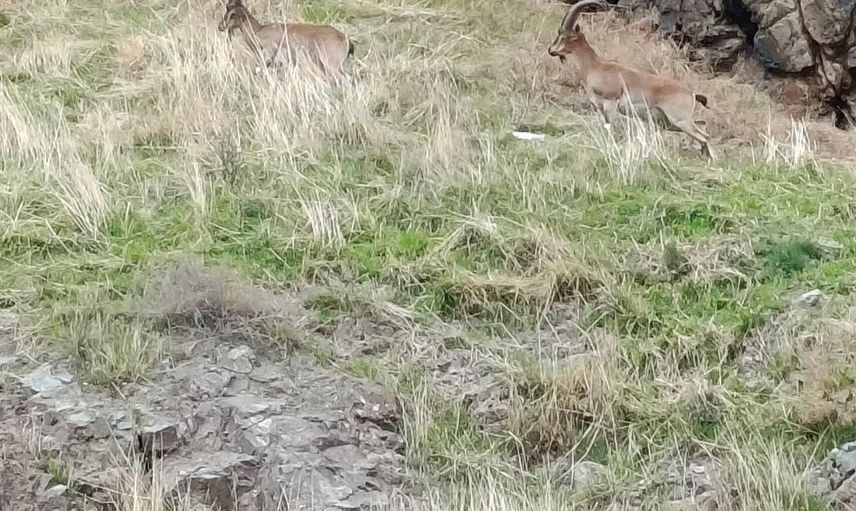 Harput’ta beklenen misafirler: dağ keçileri mahallede görüntülendi