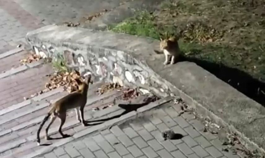 Parkın çiminde beklenmedik üçlü: tilki, kedi ve kirpi