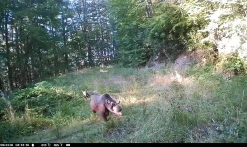 Minik ayılar anne peşinde, ormanda geyik ve vaşak da görüntülendi
