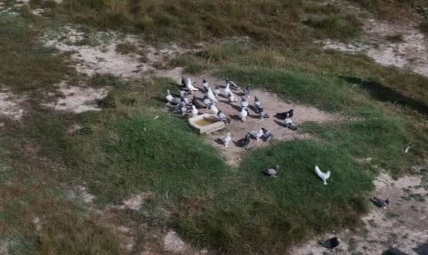 Sivas'ta sıcak dalga taklacı güvercinlerin üreme ve tüy ritmini bozdu