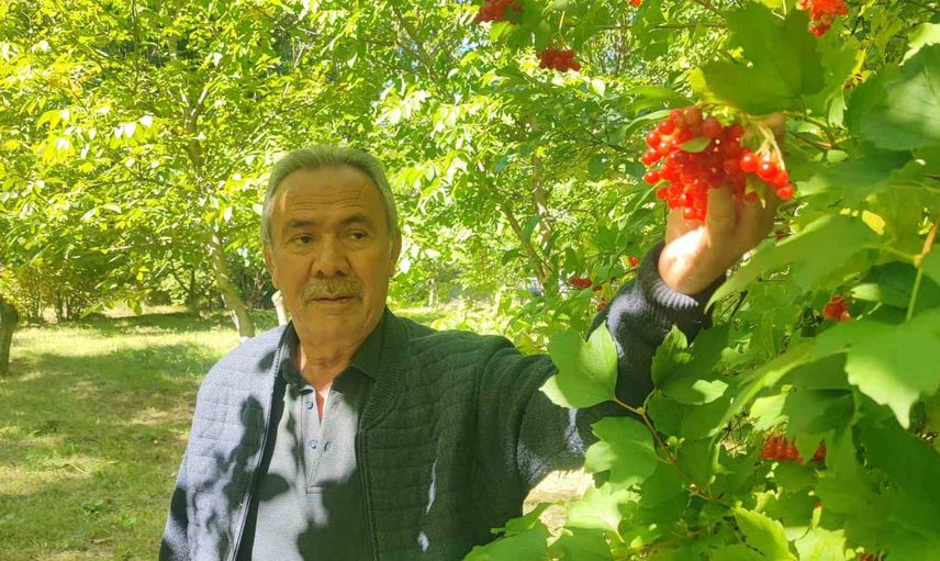 Yörede gilaburu bereketi: hasat başladı, mahzenlerde olgunlaşıyor