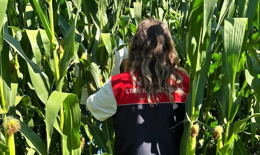 Lüleburgaz'da mısır üretimini koruyan feromon takibi: Batı Mısır Kök Kurdu'na karşı önlem