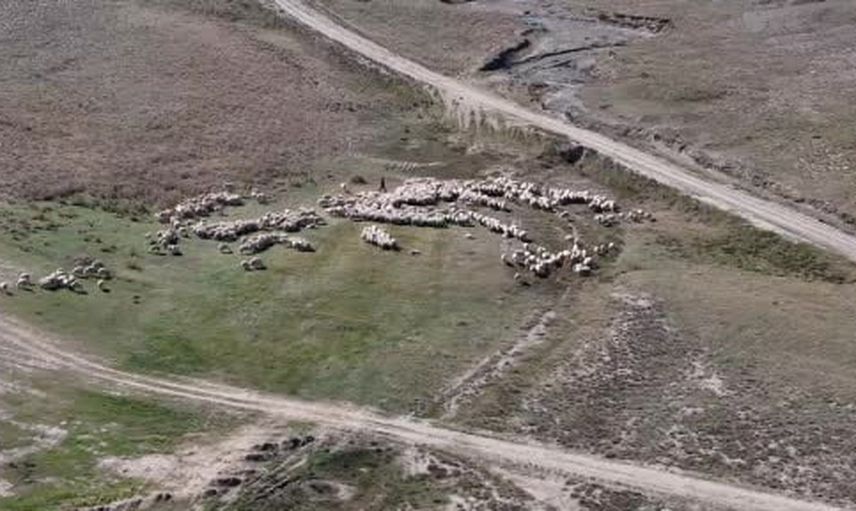 Sivas'ta renkli koç katımı: sürüye boyalı koçlar dahil edildi