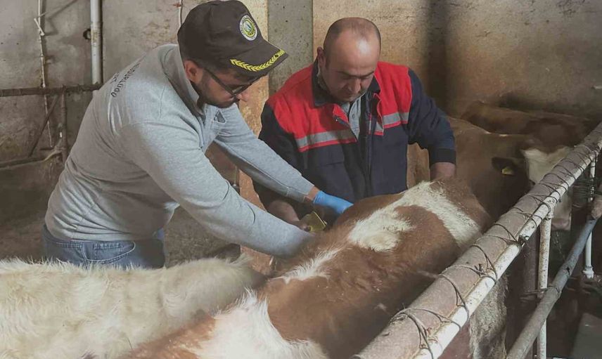 Aydıntepe’de büyükbaşlarda şap aşılaması ve küpeleme sürüyor