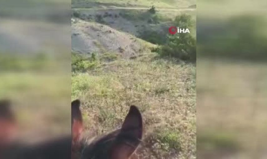 Köy çevresinde sürü halinde dolaşan domuzlar Elazığ'da kameralara takıldı