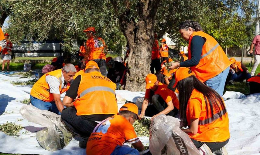 Tarsus'ta hasat dayanışmaya dönüştü: zeytinler lösemili çocuklara umut olacak