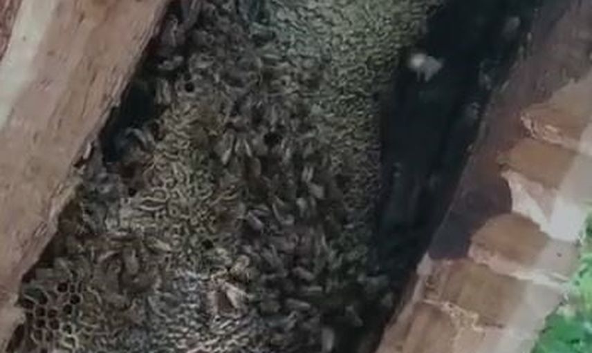 Orman kovuğundan çıkan kilo kilo bal ilgi çekti