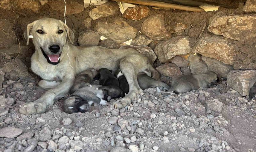 Sur'da taşların arasından kurtarılan yavru köpekler annelerine döndü
