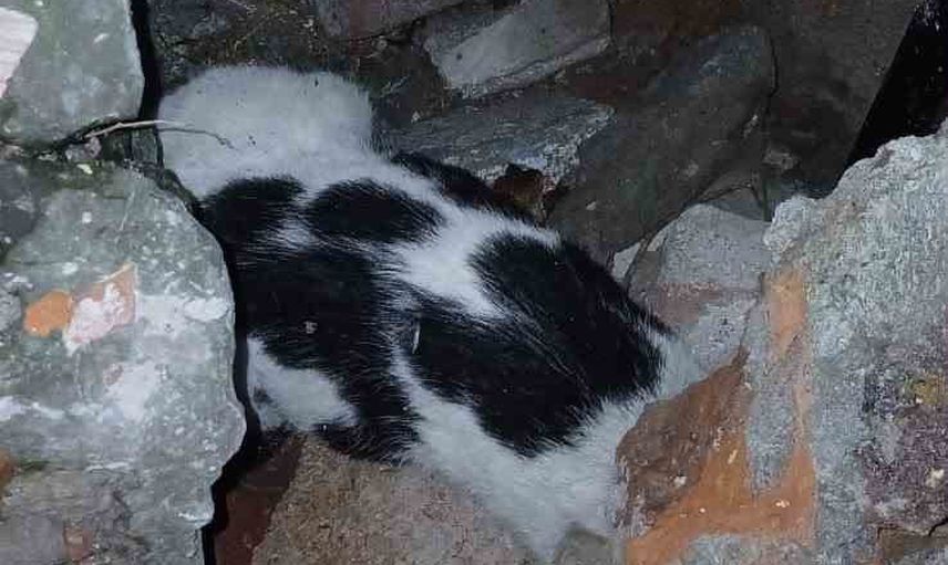 Enkazda günler sonra bulunan kedi tedaviyle hayata tutundu