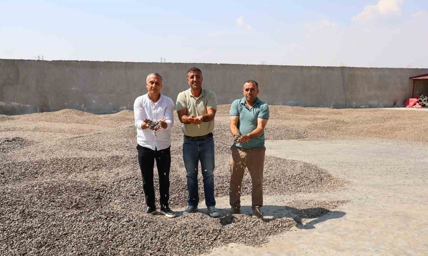 kırsalda bereket: Kahramanmaraş'ta ay çekirdeği hasadında verim ve kalite öne çıktı