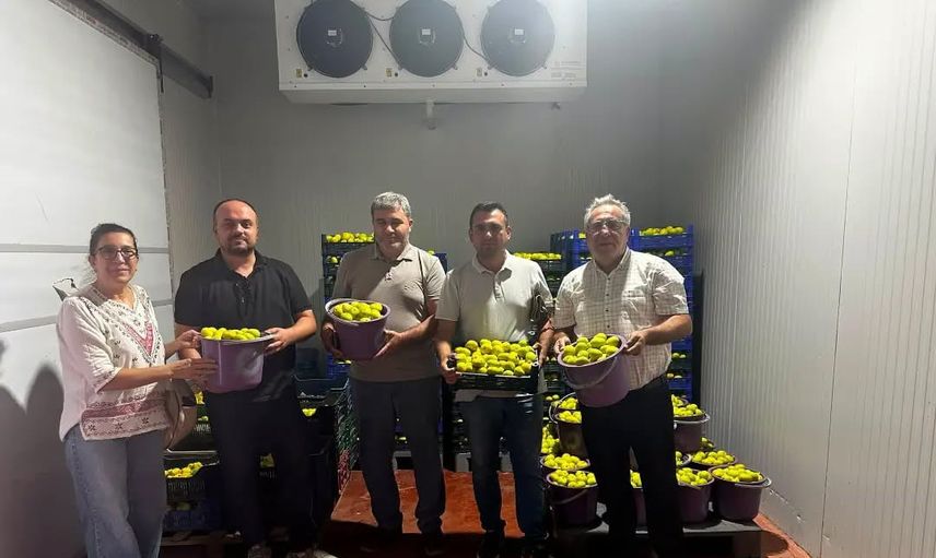 Buharkent’te incirde fusarium riskine karşı tarımsal seferberlik
