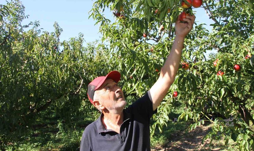 Üniversite öğrenimi ve tarlanın yükü: şeftali sezonunda aileyle omuz omuza