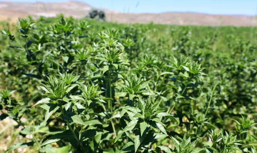 Kocasinan'da aspirden yağ üretimi: belediye tarlasında hasattan sofraya destek