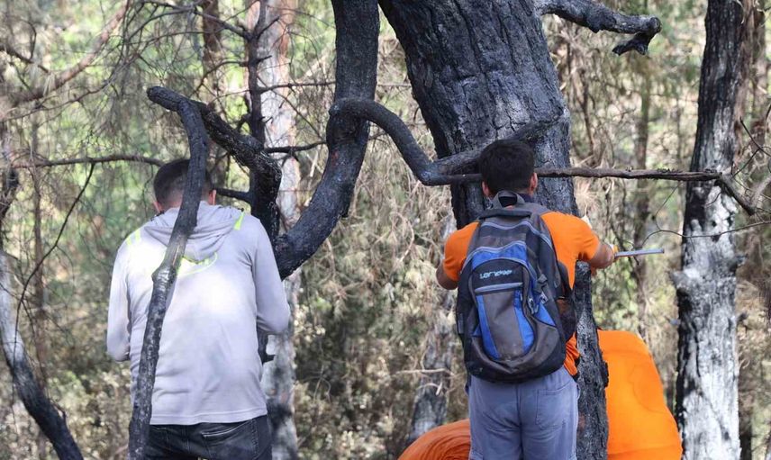 Kozan’da küle dönen sahalarda yeniden orman için seferberlik