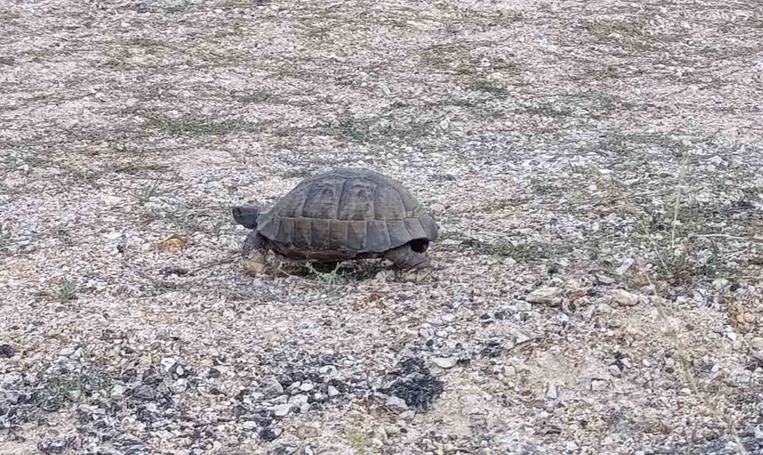 Yol ortasında küçük misafir: sürücüler kaplumbağanın geçmesini sağladı