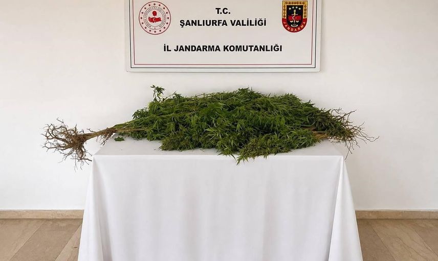 Eyyübiye'de jandarmadan kenevir operasyonu: 8 kök ele geçirildi