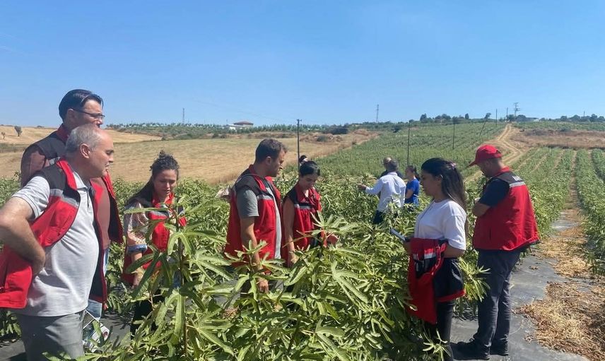 Gördes'te incir denemesi üreticilere yeni seçenek sunuyor