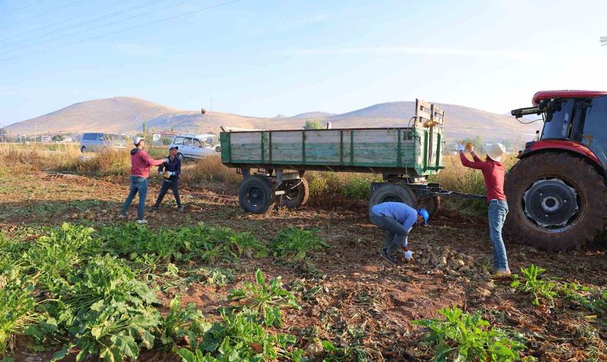 Tarla sezonu başladı: Kahramanmaraş'ta şeker pancarı hasadı ve 500 bin tona yakın rekolte beklentisi
