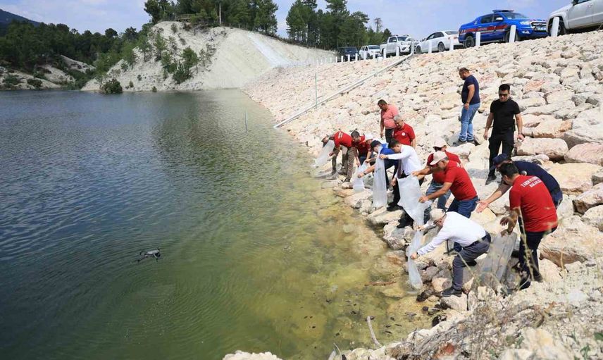 Denizli’de iç sulara yeni nüfus: 1 milyon 386 bin yavru sazan göletlerle buluştu