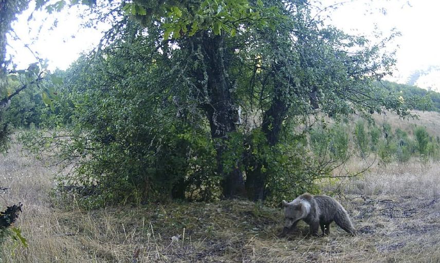 Armut ağacına tırmanan ayılar fotokapanda görüntülendi