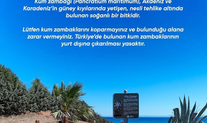 Didim'de nadir kum zambağı koruma altına alındı