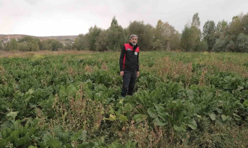 Sivas’ta yağışlar verimi artırdı, pancarda yüksek rekolte bekleniyor