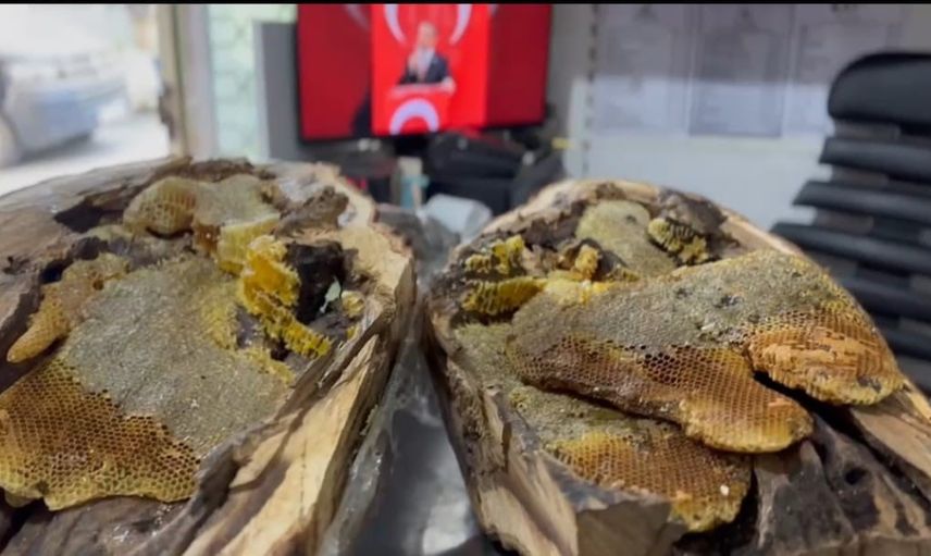 Elazığ'ın meşe kovuğundan çıkan 13 kilogram bal doğallığın izlerini taşıyor