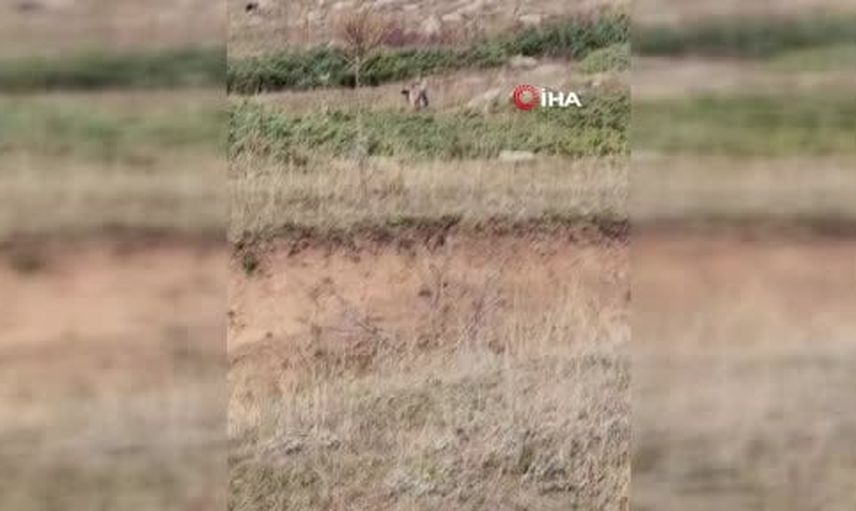 Vaşak ailesi ardahan yolunda nadir anlar yaşattı