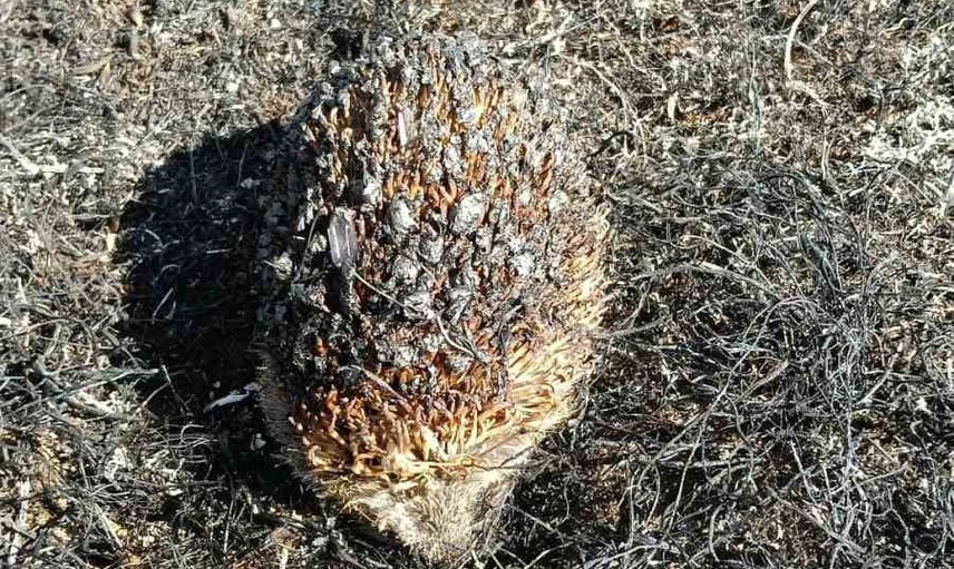 Rüzgarla yayılan yangın bağ evlerine ulaştı, yaralı kirpi hayata döndü