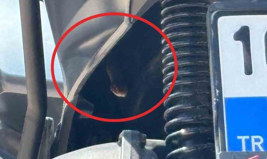 Motosikletten çıkan yılan İnegöl'de sürücüyü korkuttu