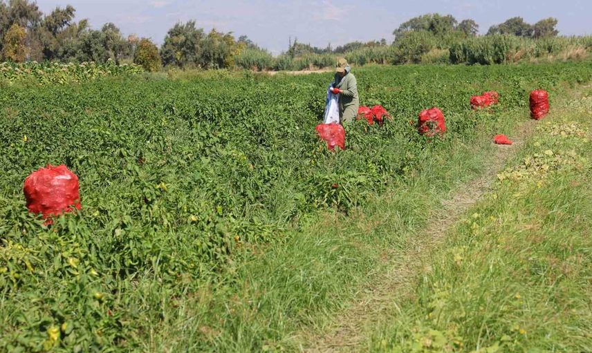 Amik ovasında kavurucu sıcağa rağmen tarlada 20 TL’ye satılan kapya biberinin zorlu hasadı
