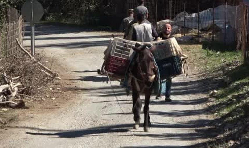Hizan'da kuşaktan kuşağa doğal pekmez üretimi